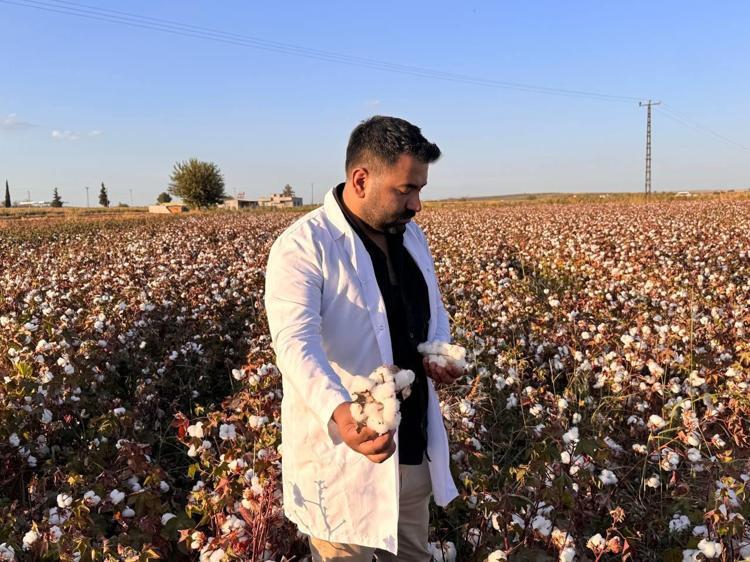 Şanlıurfada hasadı başladı Beyaz altın olarak biliniyor: Verimli topraklarda yetişiyor