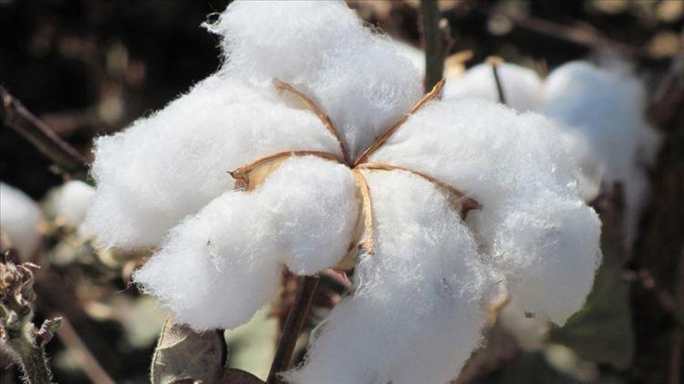 Şanlıurfada hasadı başladı Beyaz altın olarak biliniyor: Verimli topraklarda yetişiyor