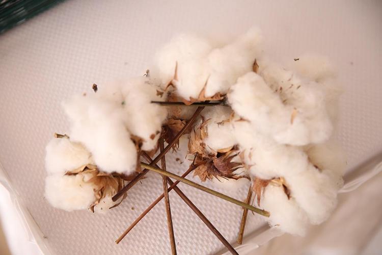 Şanlıurfada hasadı başladı Beyaz altın olarak biliniyor: Verimli topraklarda yetişiyor