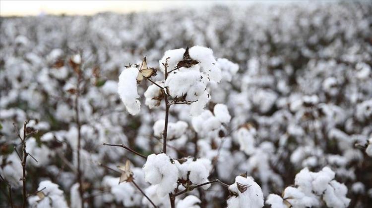 Şanlıurfada hasadı başladı Beyaz altın olarak biliniyor: Verimli topraklarda yetişiyor