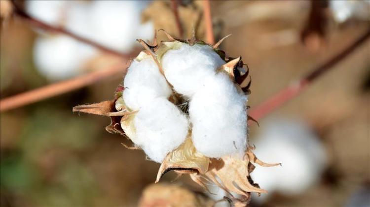 Şanlıurfada hasadı başladı Beyaz altın olarak biliniyor: Verimli topraklarda yetişiyor