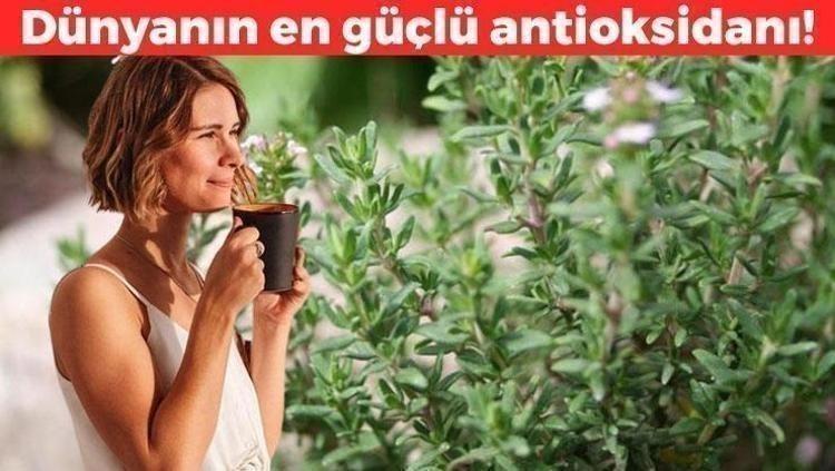 Limondan ve sarımsaktan 30 kat daha güçlü Suyunu bardak bardak için: Dünyanın en güçlü antioksidanı, ömrü 10 yıl uzatıp iltihabın kökünü kazıyor