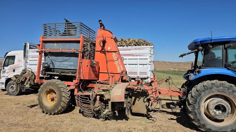 ANTİOKSİDANDIR VE HÜCRE KORUMASI SAĞLAR