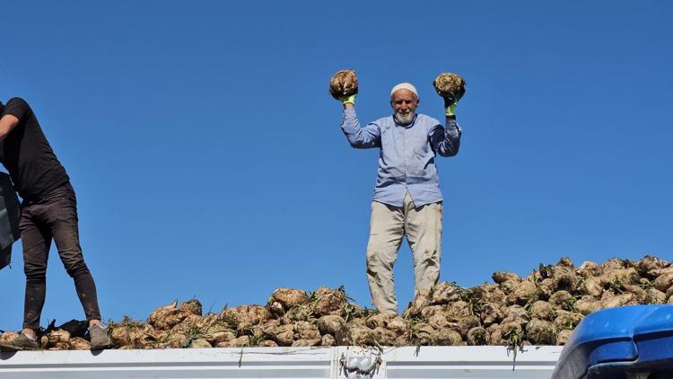 ŞEKER PANCARININ FAYDALARI NELERDİR