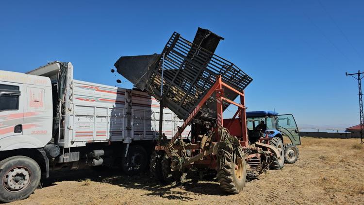 Bitliste sökümü başladı Daralan damarları genişletip demir depolarını zirveye taşıyor Doğal tansiyon ilacı