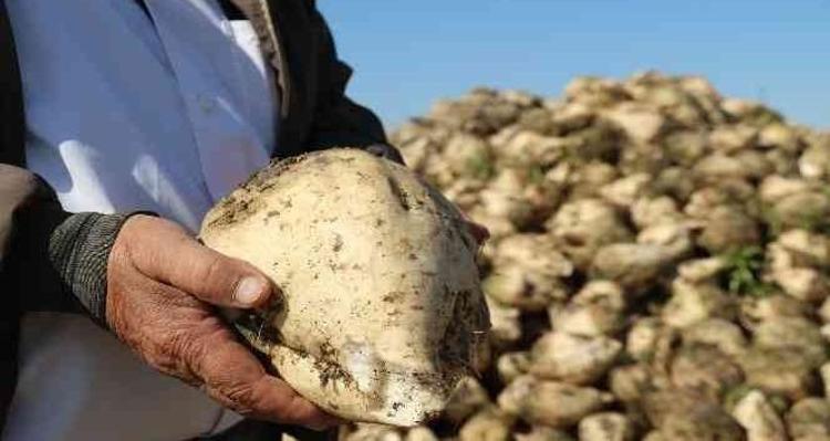 SİNDİRİMİ DESTEKLER, LİF DEPOSUDUR