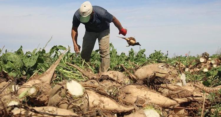 BAĞIŞIKLIK SİSTEMİNİ GÜÇLENDİRİR