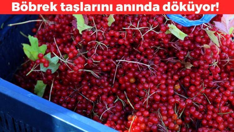 Böbrek taşlarını çatır çatır kırıyor Safra kesesi ve böbreklerdeki toksinleri süzgeç gibi süzüyor, bardak bardak içenler yaşadı