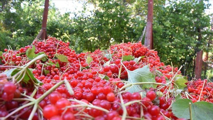 Böbrek taşlarını çatır çatır kırıyor Safra kesesi ve böbreklerdeki toksinleri süzgeç gibi süzüyor, bardak bardak içenler yaşadı