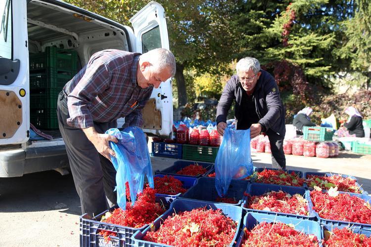 Böbrek taşlarını çatır çatır kırıyor Safra kesesi ve böbreklerdeki toksinleri süzgeç gibi süzüyor, bardak bardak içenler yaşadı