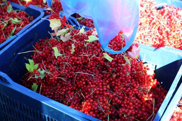 GİLABURU SUYUNUN FAYDALARI NELERDİR