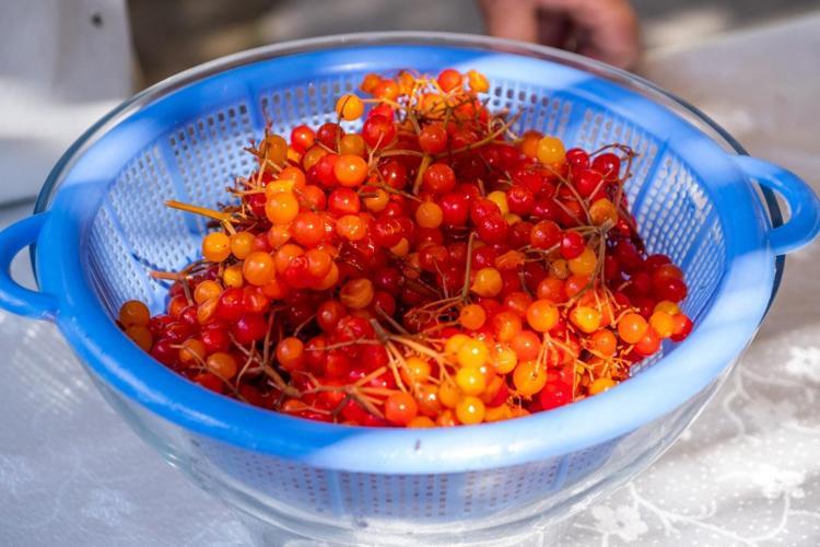 Böbrek taşlarını çatır çatır kırıyor Safra kesesi ve böbreklerdeki toksinleri süzgeç gibi süzüyor, bardak bardak içenler yaşadı