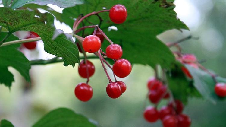 Böbrek taşlarını çatır çatır kırıyor Safra kesesi ve böbreklerdeki toksinleri süzgeç gibi süzüyor, bardak bardak içenler yaşadı