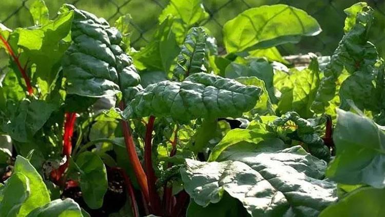 KARA LAHANA: KALSİYUM DEPOSU