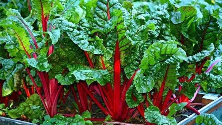 Kemikleri kaya gibi güçlendiren süper besin Türk mutfağının vazgeçilmezi