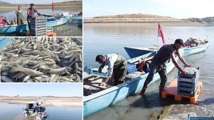 Bozkırın ortasından Avrupaya gönderiliyor Bu sene fiyatı 15 TL
