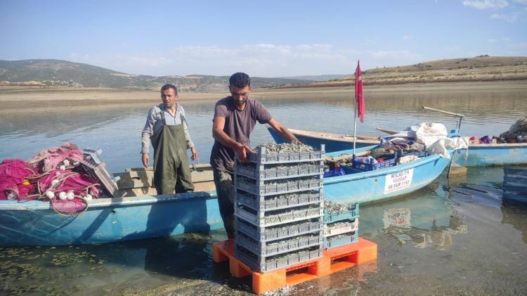 Bozkırın ortasından Avrupaya gönderiliyor Bu sene fiyatı 15 TL