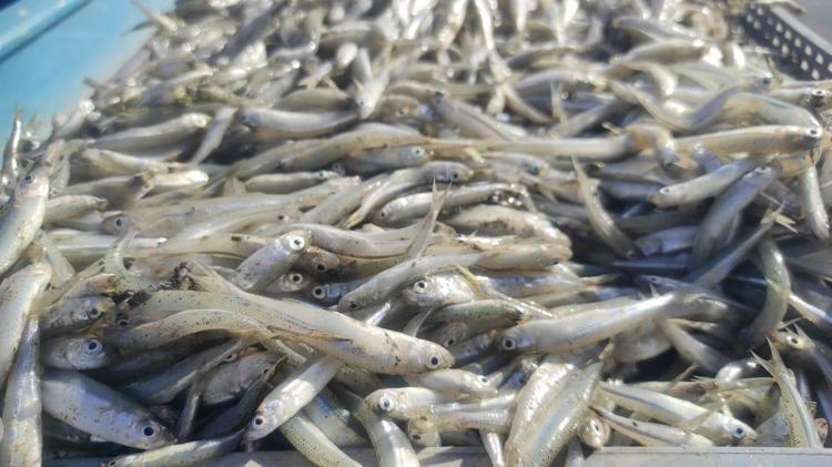 Bozkırın ortasından Avrupaya gönderiliyor Bu sene fiyatı 15 TL