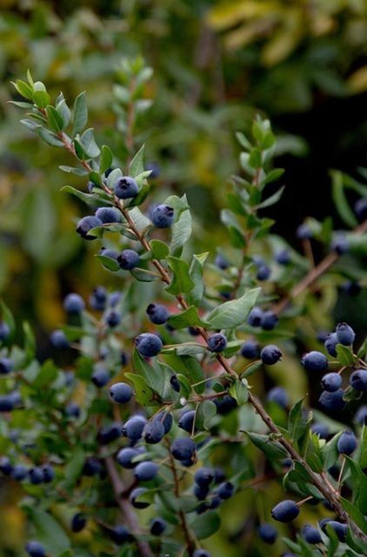Egenin incisi: Herkesin bir an önce keşfetmesi gerekiyor, damarlarda kolesterolden eser bırakmıyor