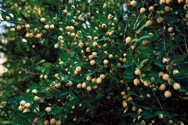 Egenin incisi: Herkesin bir an önce keşfetmesi gerekiyor, damarlarda kolesterolden eser bırakmıyor