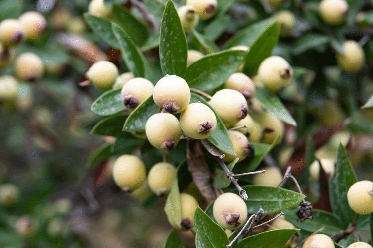 Egenin incisi: Herkesin bir an önce keşfetmesi gerekiyor, damarlarda kolesterolden eser bırakmıyor