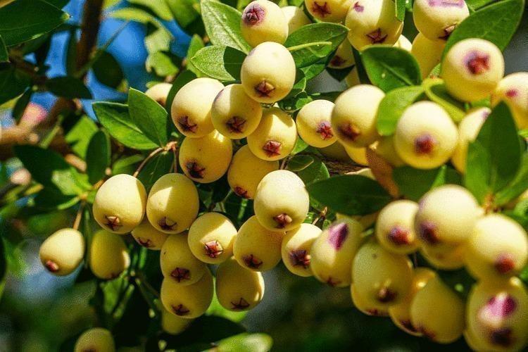 Egenin incisi: Herkesin bir an önce keşfetmesi gerekiyor, damarlarda kolesterolden eser bırakmıyor