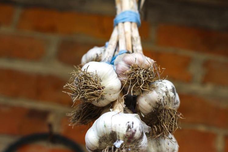 Japonların doğal ağrı kesici sırrı Yara bandı ve sarımsak yetiyor: Eklem ağrılarını ve morlukları anında geçiriyor
