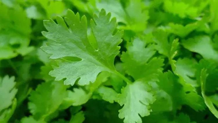 Basen bölgesini ip gibi inceltiyor 3 günde gözle görülür incelme: Sabah uyanınca 1 bardak için