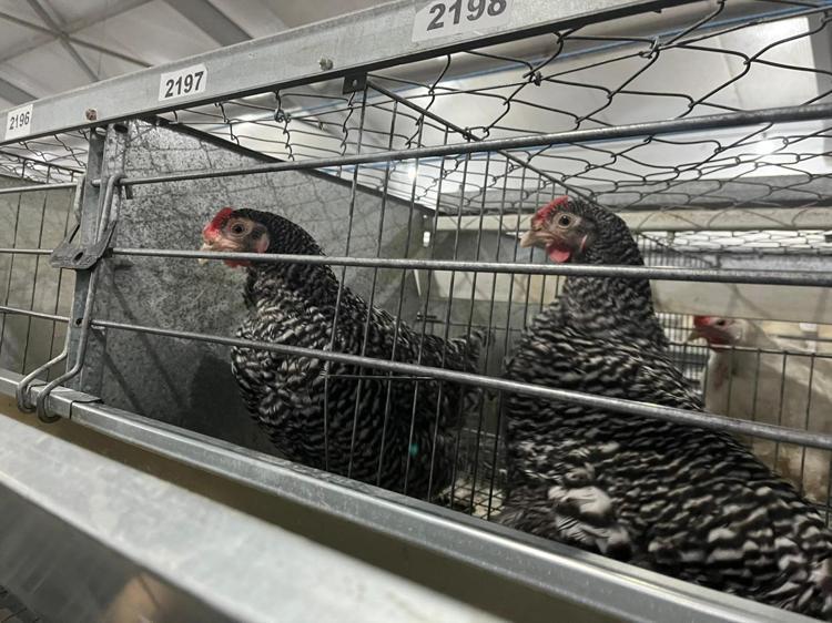 KREM RENKLİ YUMURTACI HİBRİT İÇİN ÇALIŞMA BAŞLATTIK