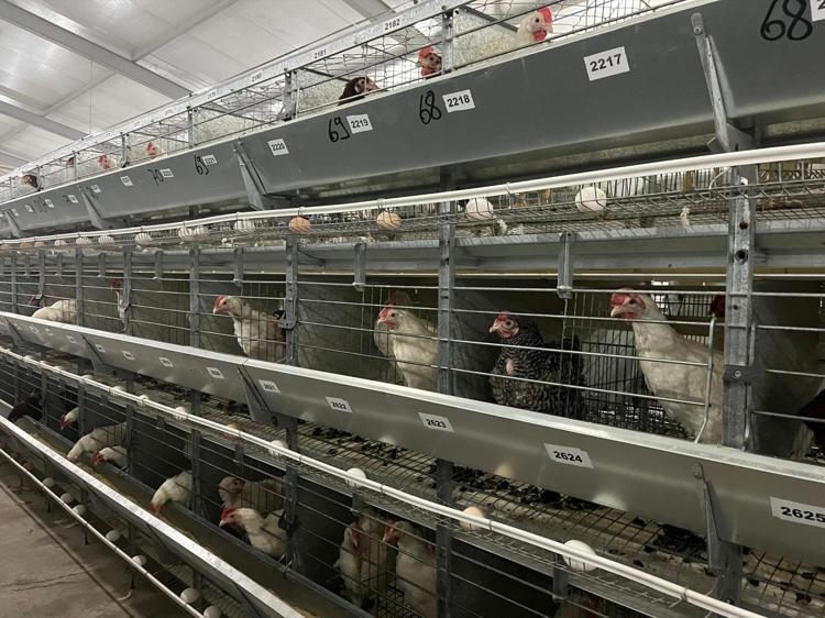 Tavukçulukta yapay zeka hamlesi Yumurtacı damızlık civciv üretiminde kullanılıyor