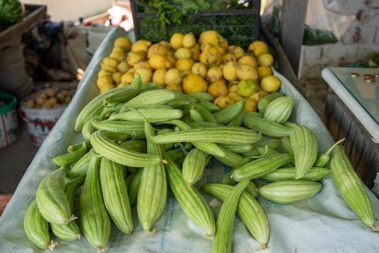 SİNDİRİM SİSTEMİNİ DESTEKLİYOR