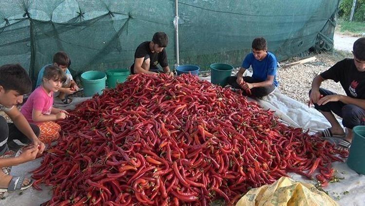 Kilosu 250 TL: 3 yıl bozulmadan duran tek besin, damarları anında genişletiyor Demir, kalsiyum ve potasyum zengini