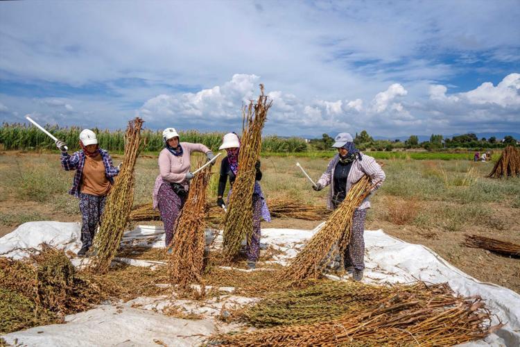 Malatyanın altınında hasat başladı Yağı, aroması ve kalitesiyle öne çıkıyor