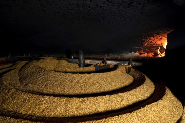 Malatyanın altınında hasat başladı Yağı, aroması ve kalitesiyle öne çıkıyor