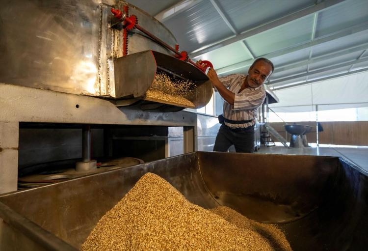 Malatyanın altınında hasat başladı Yağı, aroması ve kalitesiyle öne çıkıyor
