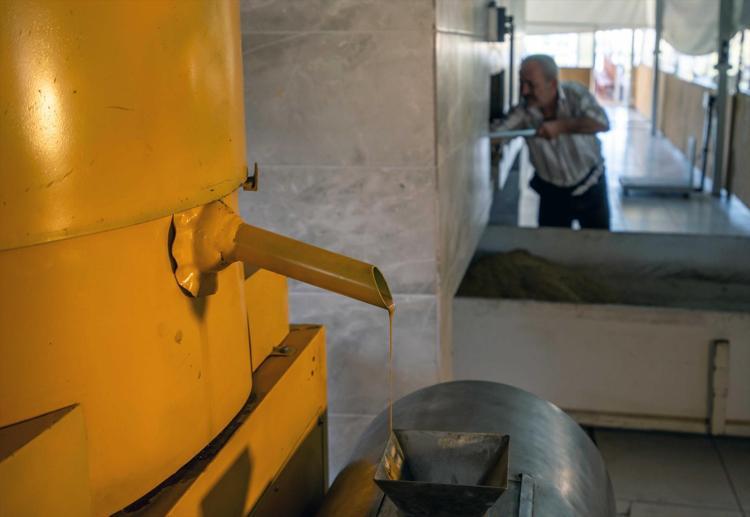 Malatyanın altınında hasat başladı Yağı, aroması ve kalitesiyle öne çıkıyor