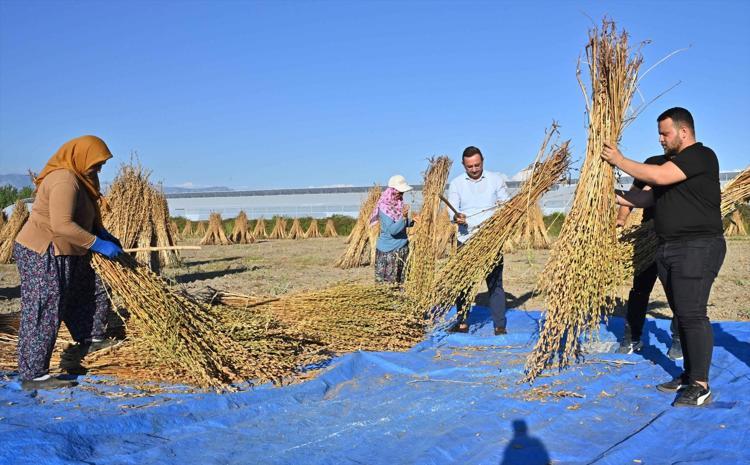 Malatyanın altınında hasat başladı Yağı, aroması ve kalitesiyle öne çıkıyor