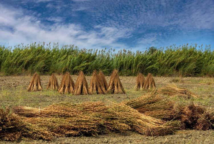Malatyanın altınında hasat başladı Yağı, aroması ve kalitesiyle öne çıkıyor