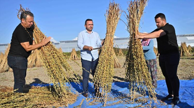 Malatyanın altınında hasat başladı Yağı, aroması ve kalitesiyle öne çıkıyor
