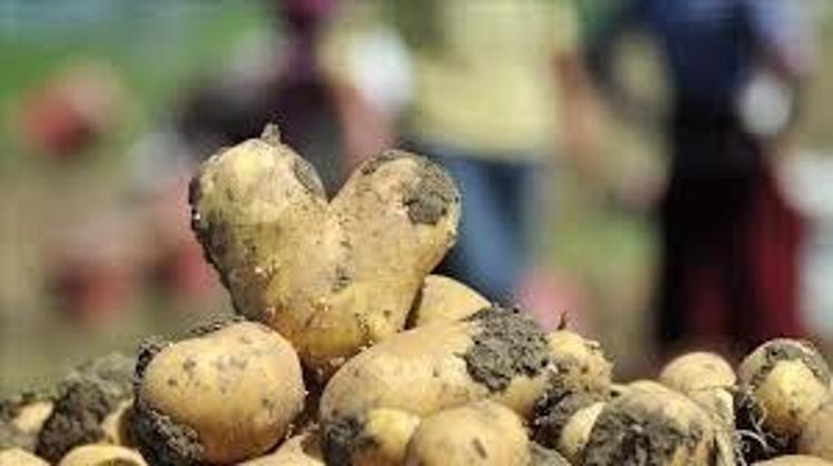 KOLESTEROLÜ DÜŞÜRÜP KALBİ DESTEKLER