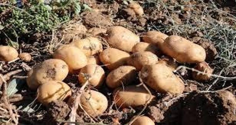 BAĞIŞIKLIK SİSTEMİNİ GÜÇLENDİRİR