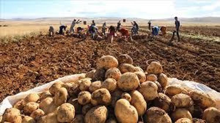 KİLO YÖNETİMİNE YARDIMCI OLABİLİR