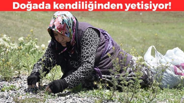 Doğada kendiliğinden yetişiyor Kilosu 100 TL: Kan şekerini terazi gibi dengeliyor, doğal idrar söktürücü, böbrekleri diyalizin pençesinden kurtarıyor
