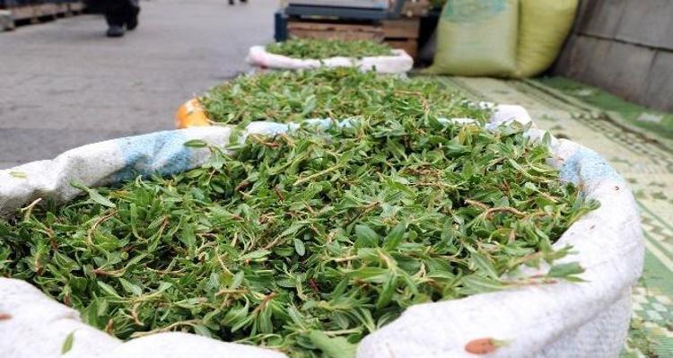 Doğada kendiliğinden yetişiyor Kilosu 100 TL: Kan şekerini terazi gibi dengeliyor, doğal idrar söktürücü, böbrekleri diyalizin pençesinden kurtarıyor