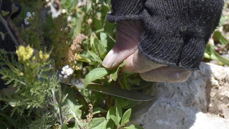Doğada kendiliğinden yetişiyor Kilosu 100 TL: Kan şekerini terazi gibi dengeliyor, doğal idrar söktürücü, böbrekleri diyalizin pençesinden kurtarıyor