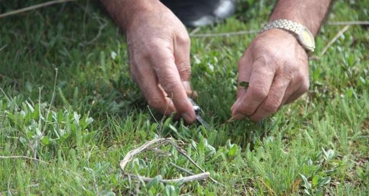 GÜNDE 4-5 KİLO TOPLUYORLAR