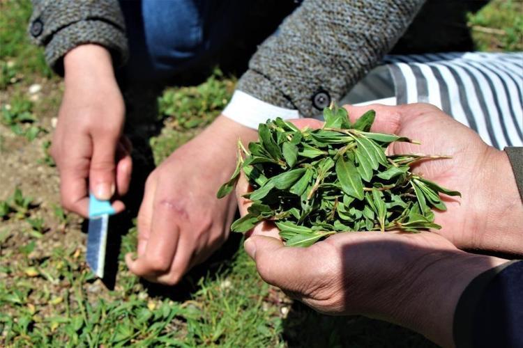 Doğada kendiliğinden yetişiyor Kilosu 100 TL: Kan şekerini terazi gibi dengeliyor, doğal idrar söktürücü, böbrekleri diyalizin pençesinden kurtarıyor