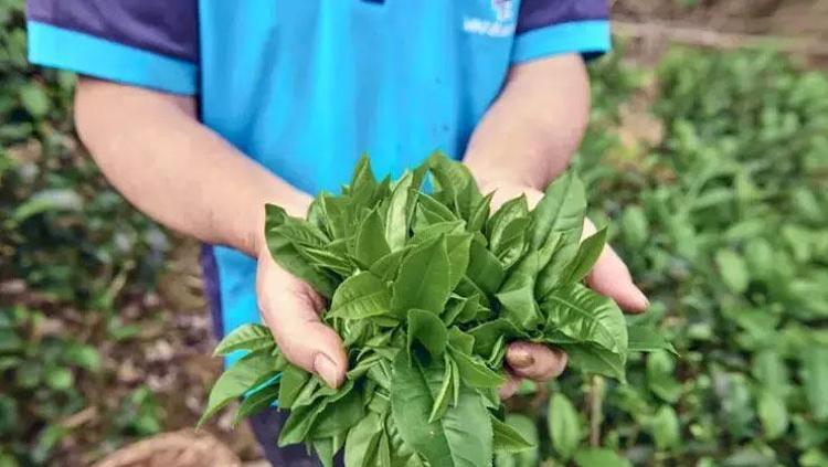 POTASYUM, KALSİYUM VE MAGNEZYUM ZENGİNİ