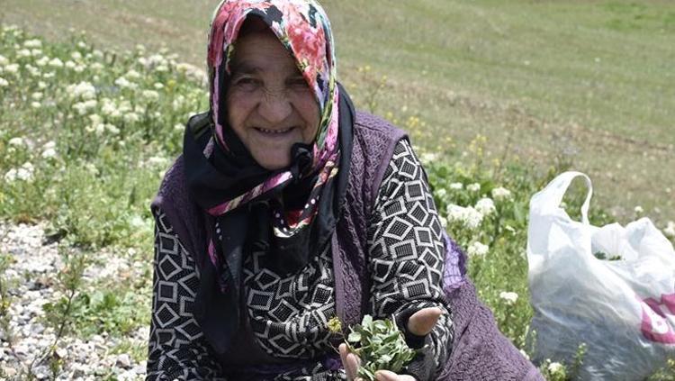 Doğada kendiliğinden yetişiyor Kilosu 100 TL: Kan şekerini terazi gibi dengeliyor, doğal idrar söktürücü, böbrekleri diyalizin pençesinden kurtarıyor