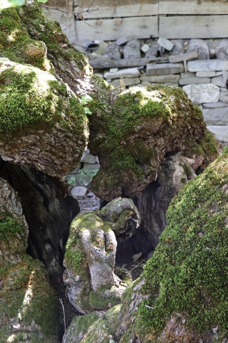 Yaklaşık 300 yaşında Görenleri hayrete düşürüyor